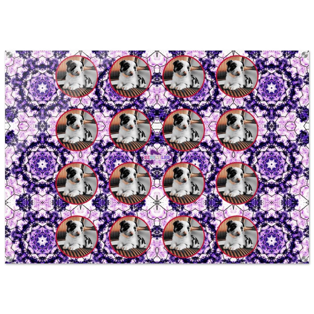The Infinite Battery: The Incredible Physics of Border Collie Athleticism
