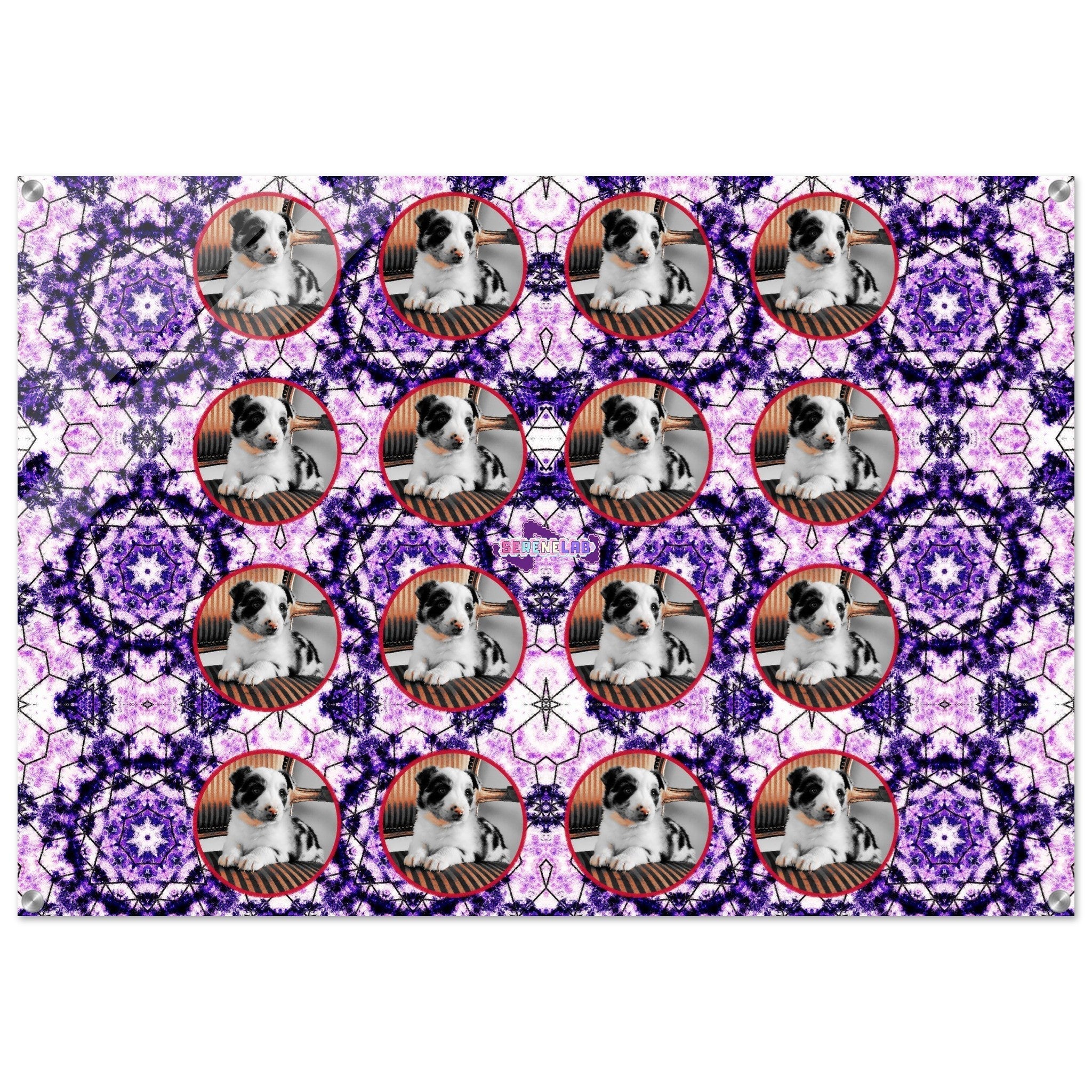 The Infinite Battery: The Incredible Physics of Border Collie Athleticism