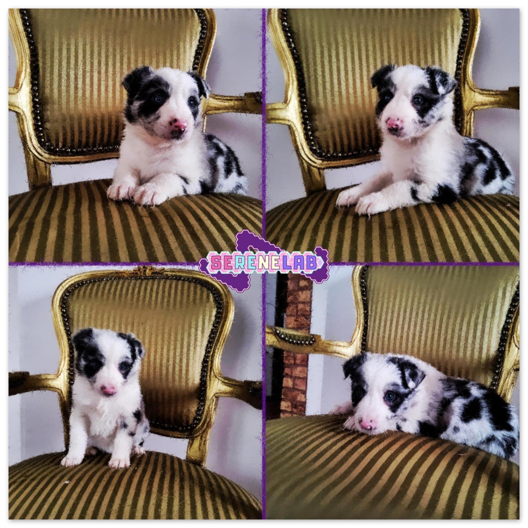 24cc6de6-2b60-40c4-919c-0c2768ec78b1